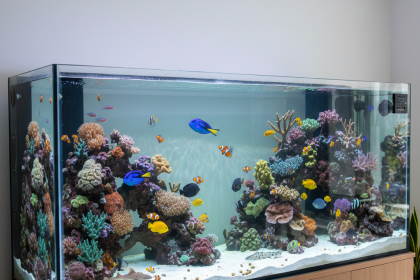 clean aquarium glass without scratching