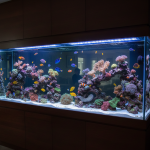 fish tank glass algae