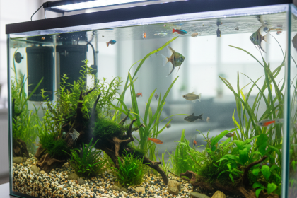 how to clean a fish tank with no equipment