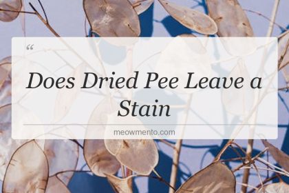 does dried pee leave a stain