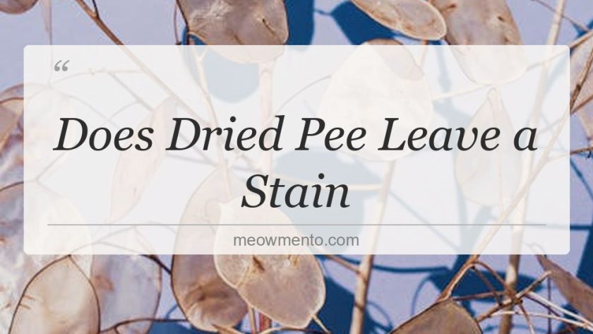 does dried pee leave a stain