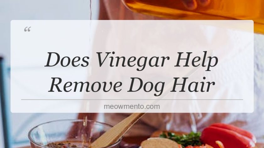 does vinegar help remove dog hair