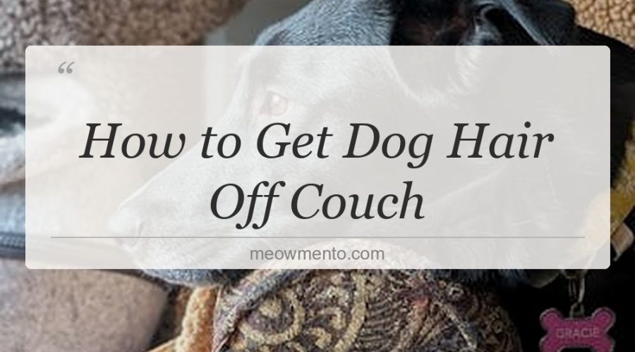 how to get dog hair off couch
