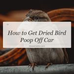 how to get dried bird poop off car