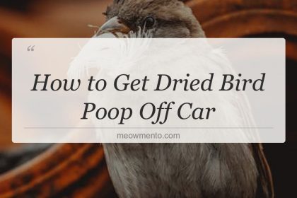 how to get dried bird poop off car