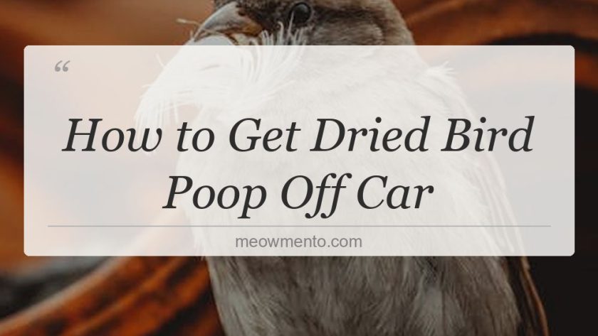 how to get dried bird poop off car