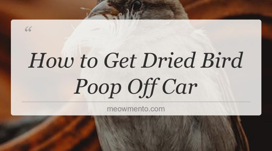 how to get dried bird poop off car