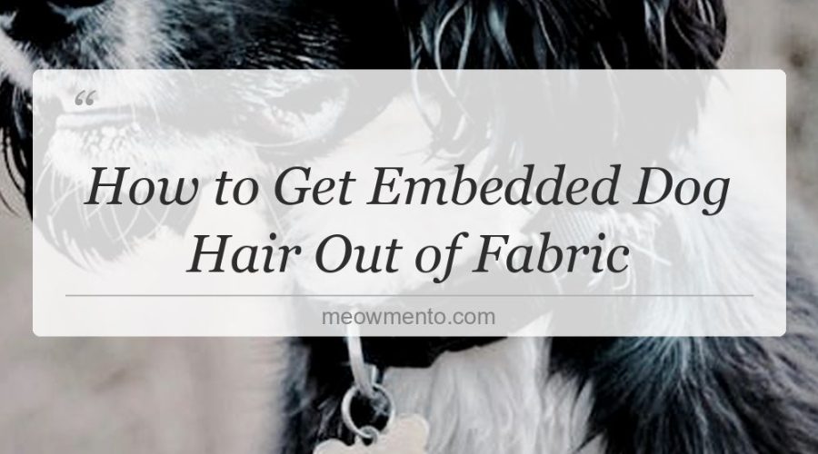 how to get embedded dog hair out of fabric