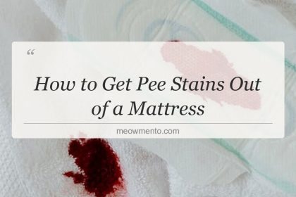 how to get pee stains out of a mattress