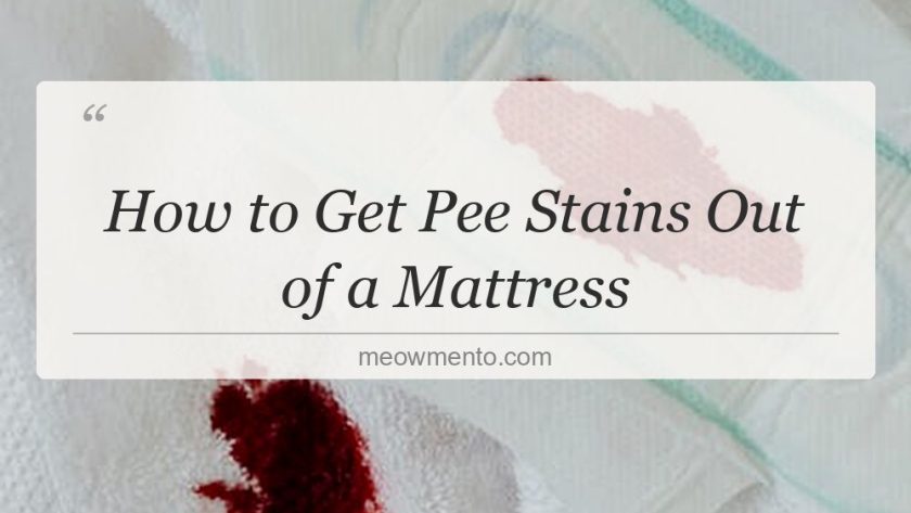 how to get pee stains out of a mattress