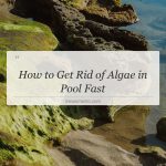 how to get rid of algae in pool fast