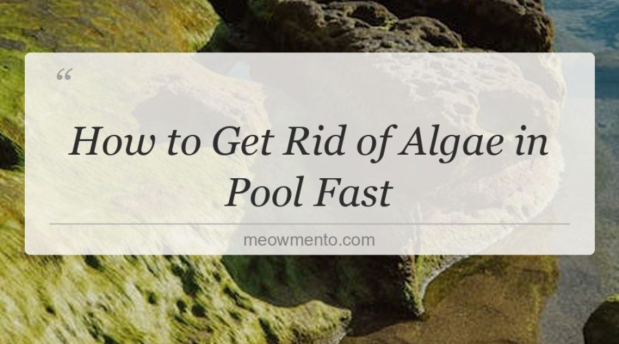 how to get rid of algae in pool fast