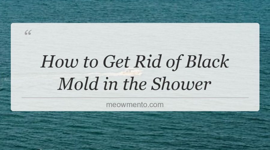 how to get rid of black mold in the shower