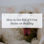 how to get rid of urine stains on bedding