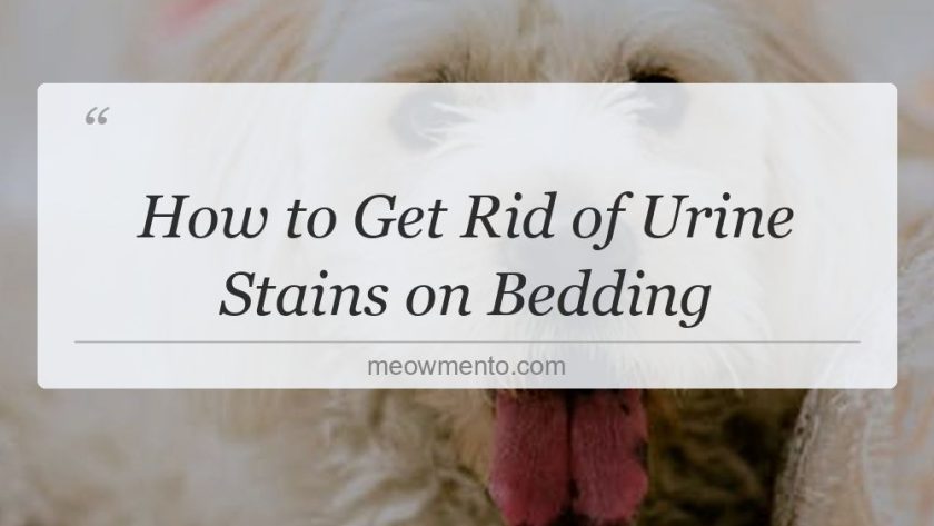 how to get rid of urine stains on bedding