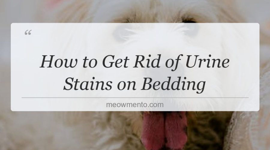 how to get rid of urine stains on bedding