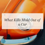 what kills mold out of a car