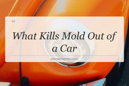 what kills mold out of a car